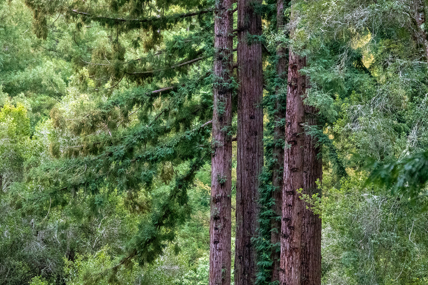 FOREST-1-DSC04893-WEB