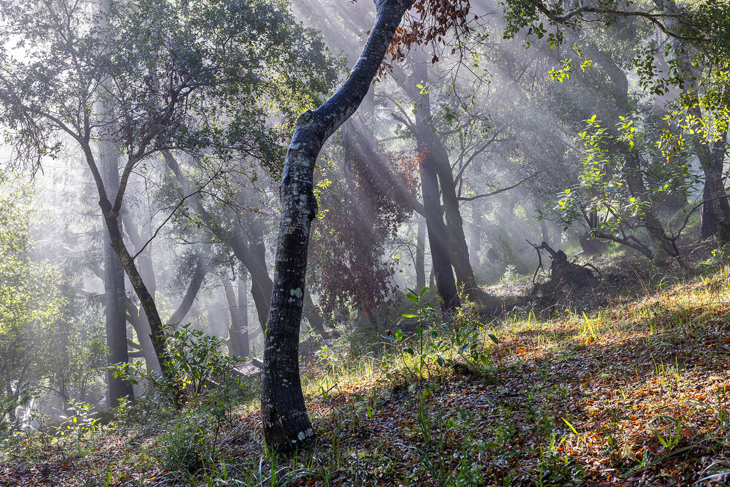MORNING-MIST-1-333A3313-WEB