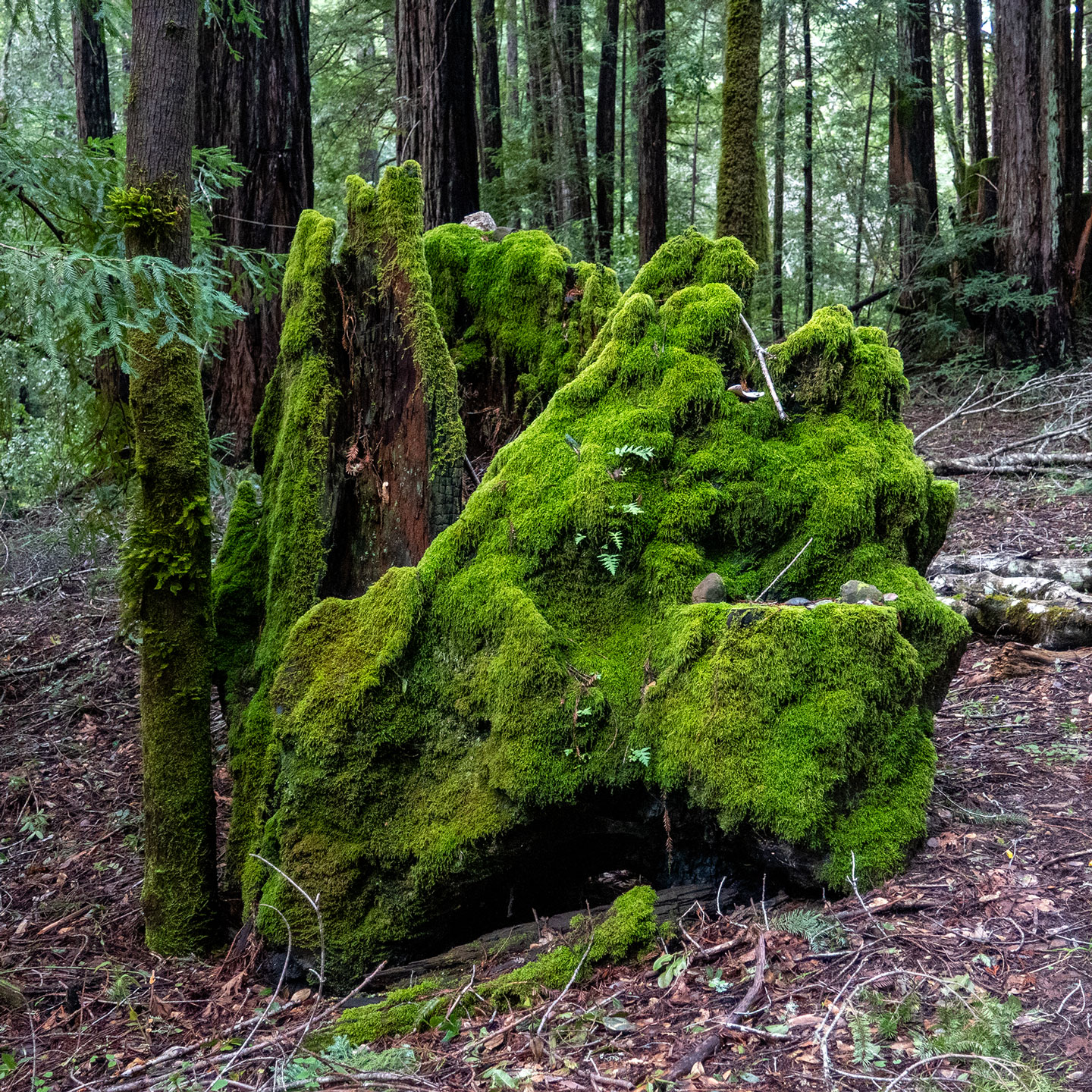 MOSSY-STUMP-1-DSC04963-WEB