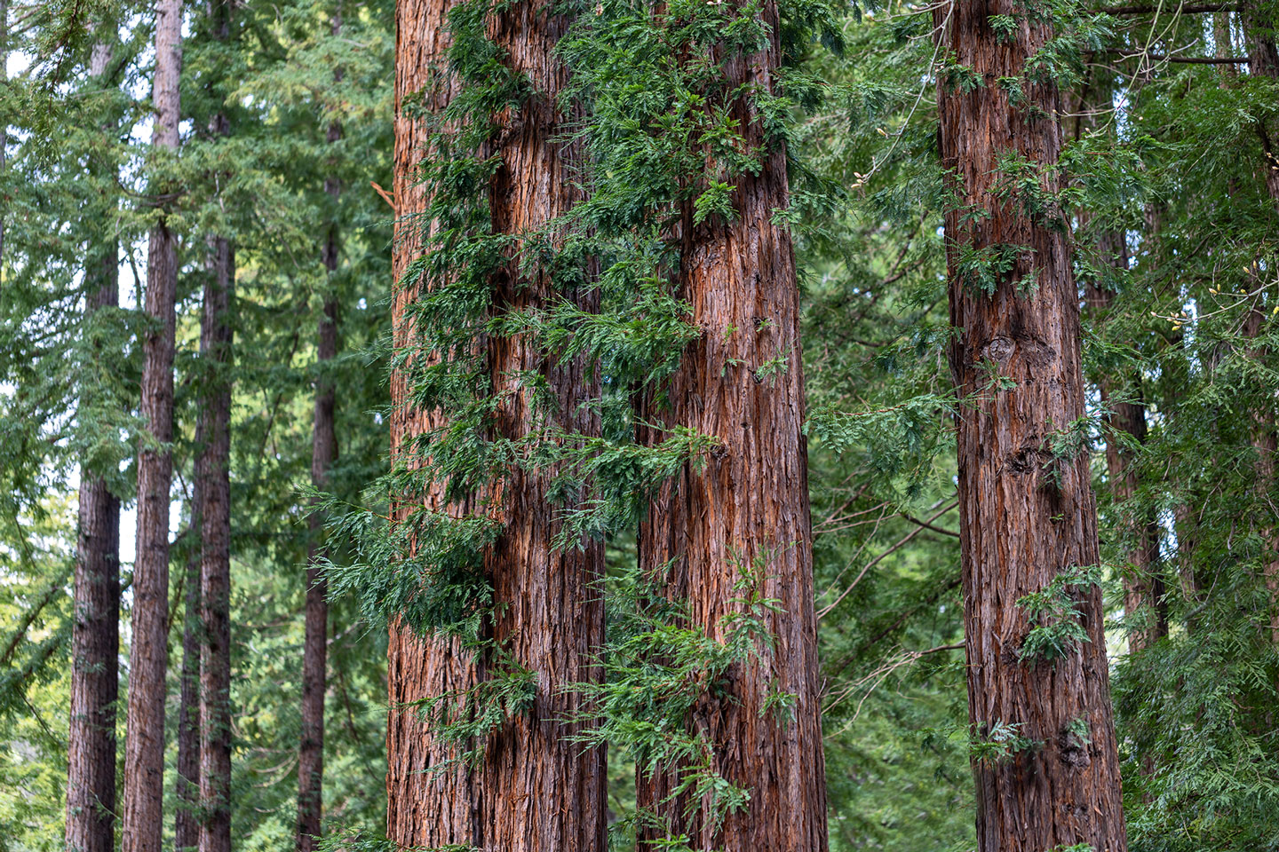 REDWOODS-1-333A3701-WEB