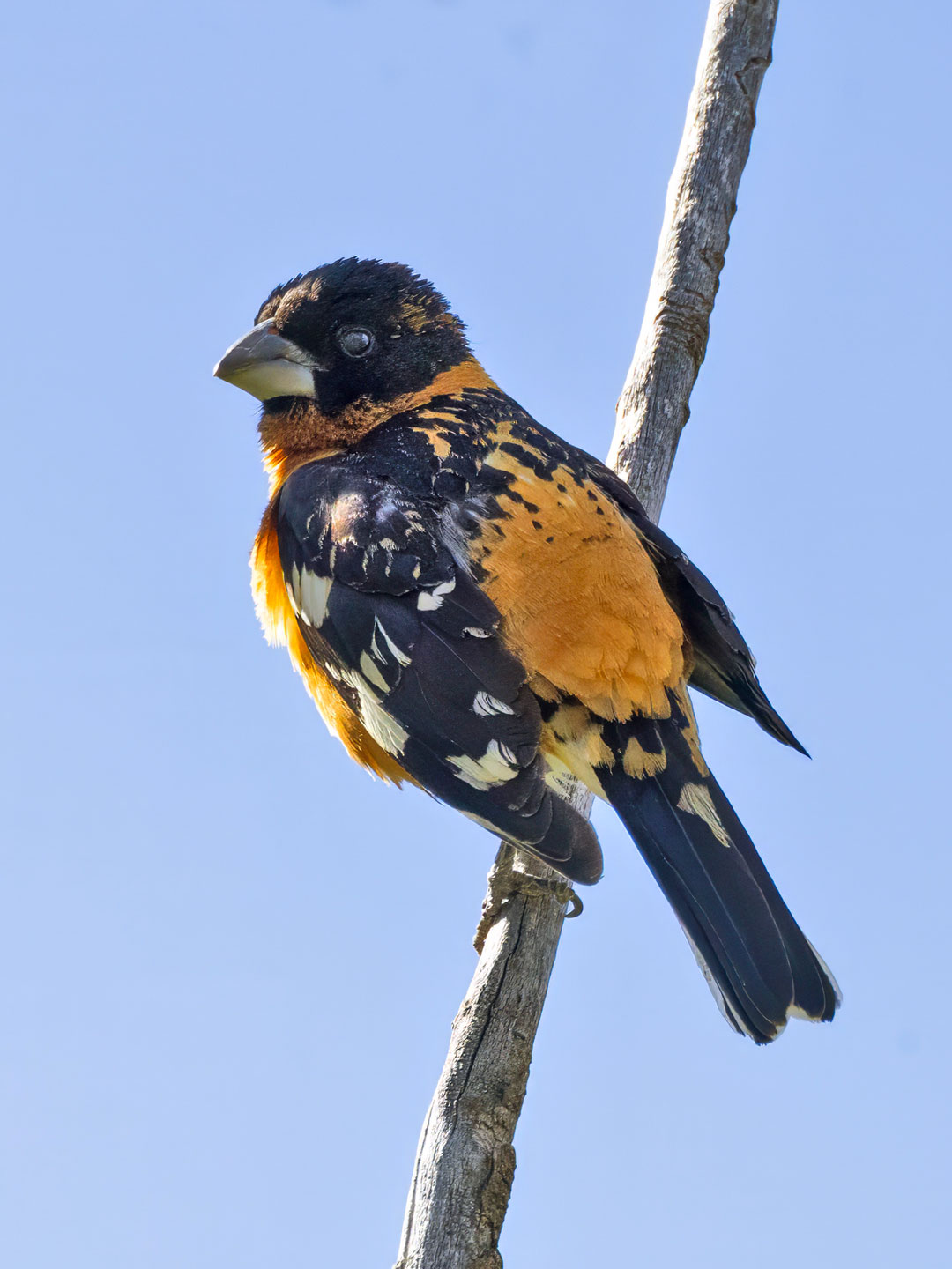 BLACK-HEADED-GROSBEAK-2-333A3106-WEB