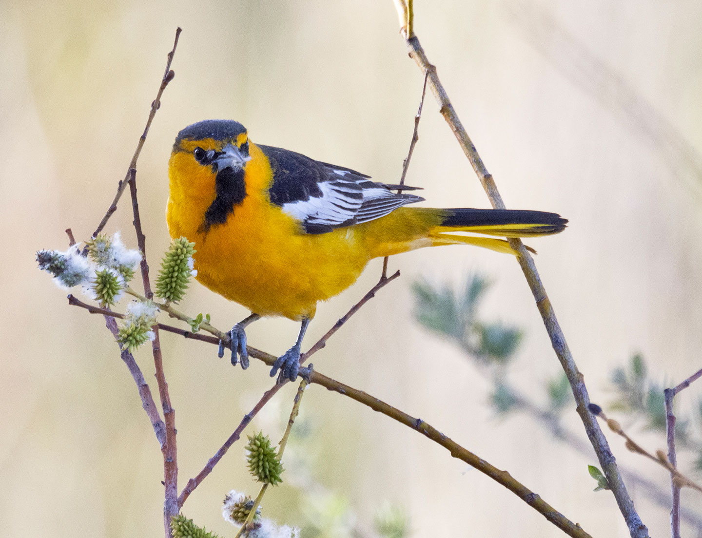 BULLOCKS-ORIOLE-1-333A4706-WEB