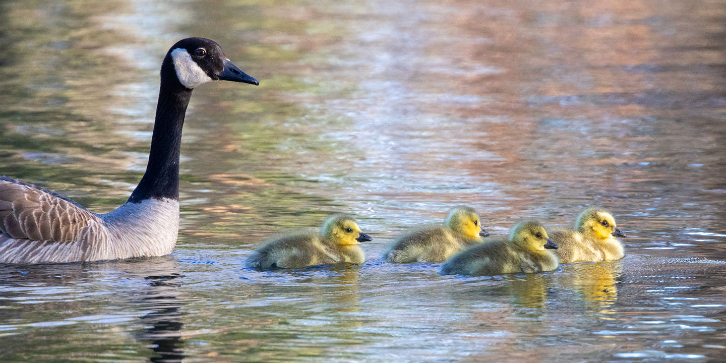 CANADA-GEESE-5-333A2137-WEB