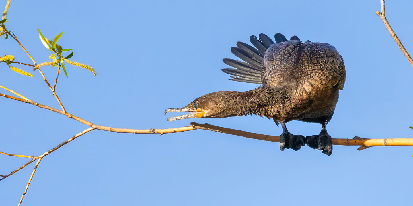 DOUBLE-CRESTED-CORMORANT-1-333A4137-WEB