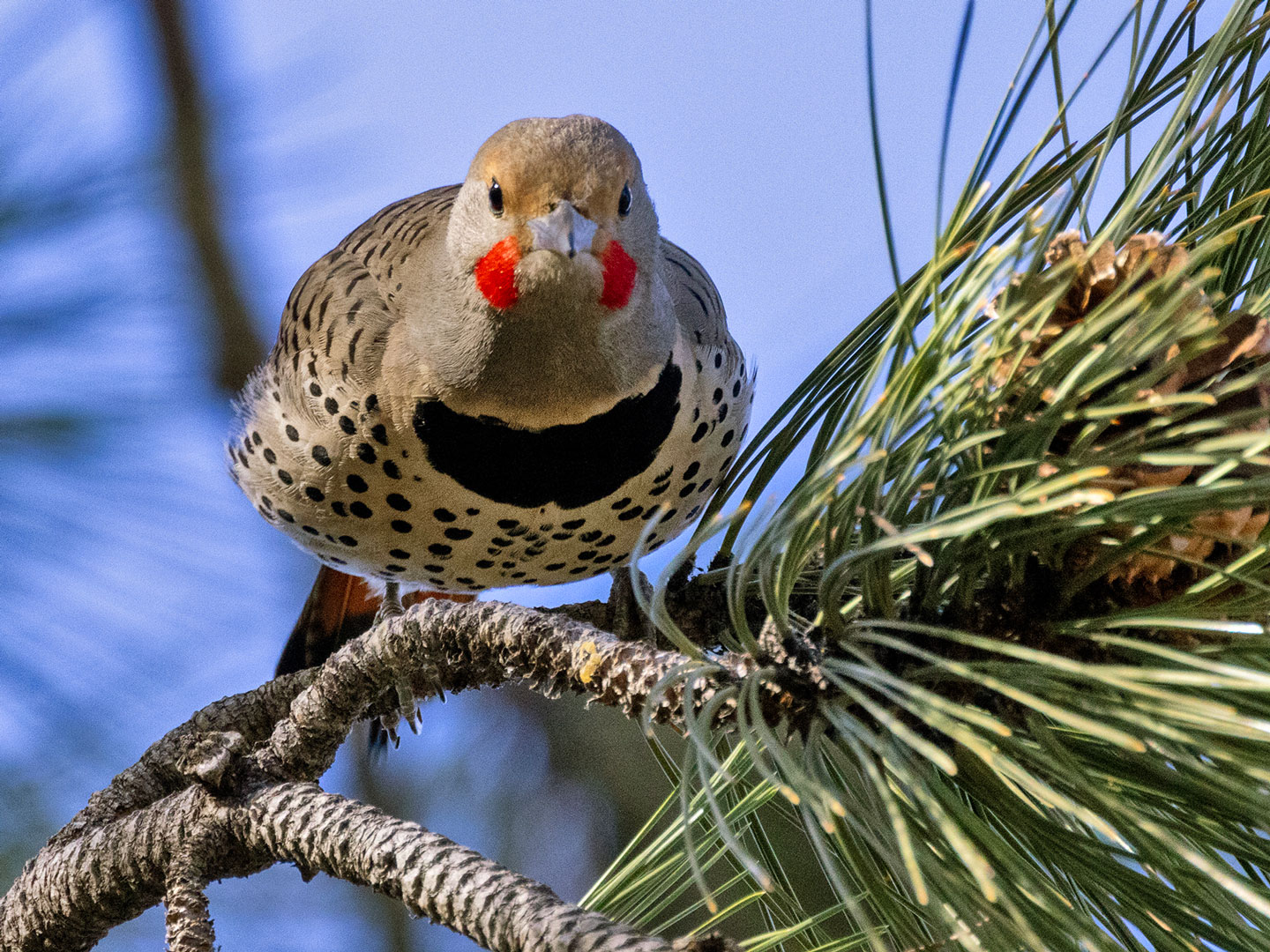 FLICKER-1-333A3638-WEB