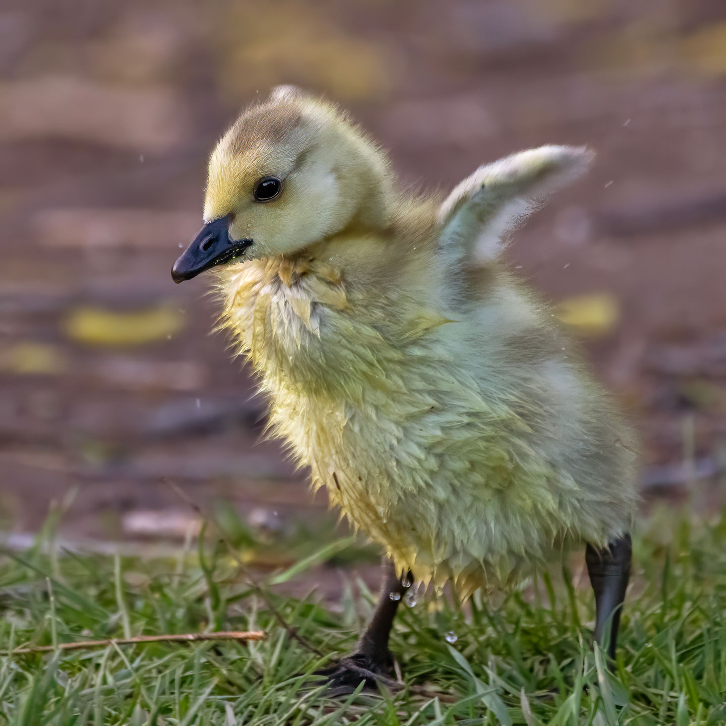 GOSLING-5-333A2593-WEB