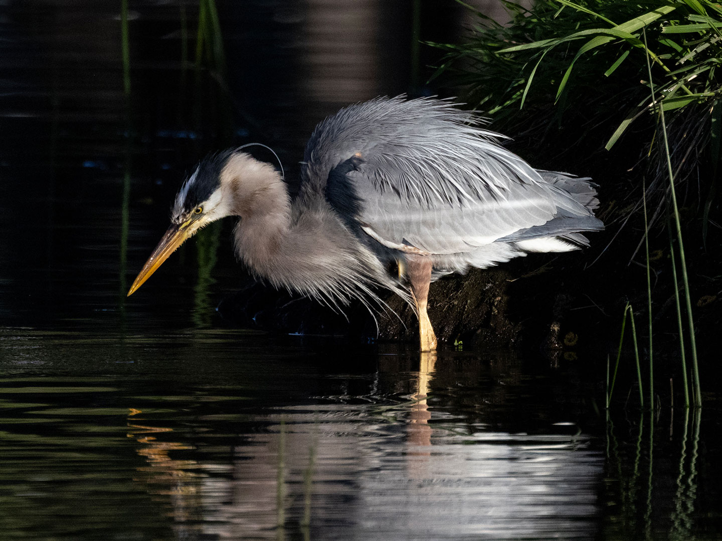 GREAT-BLUE-HERON-7-333A4357-WEB