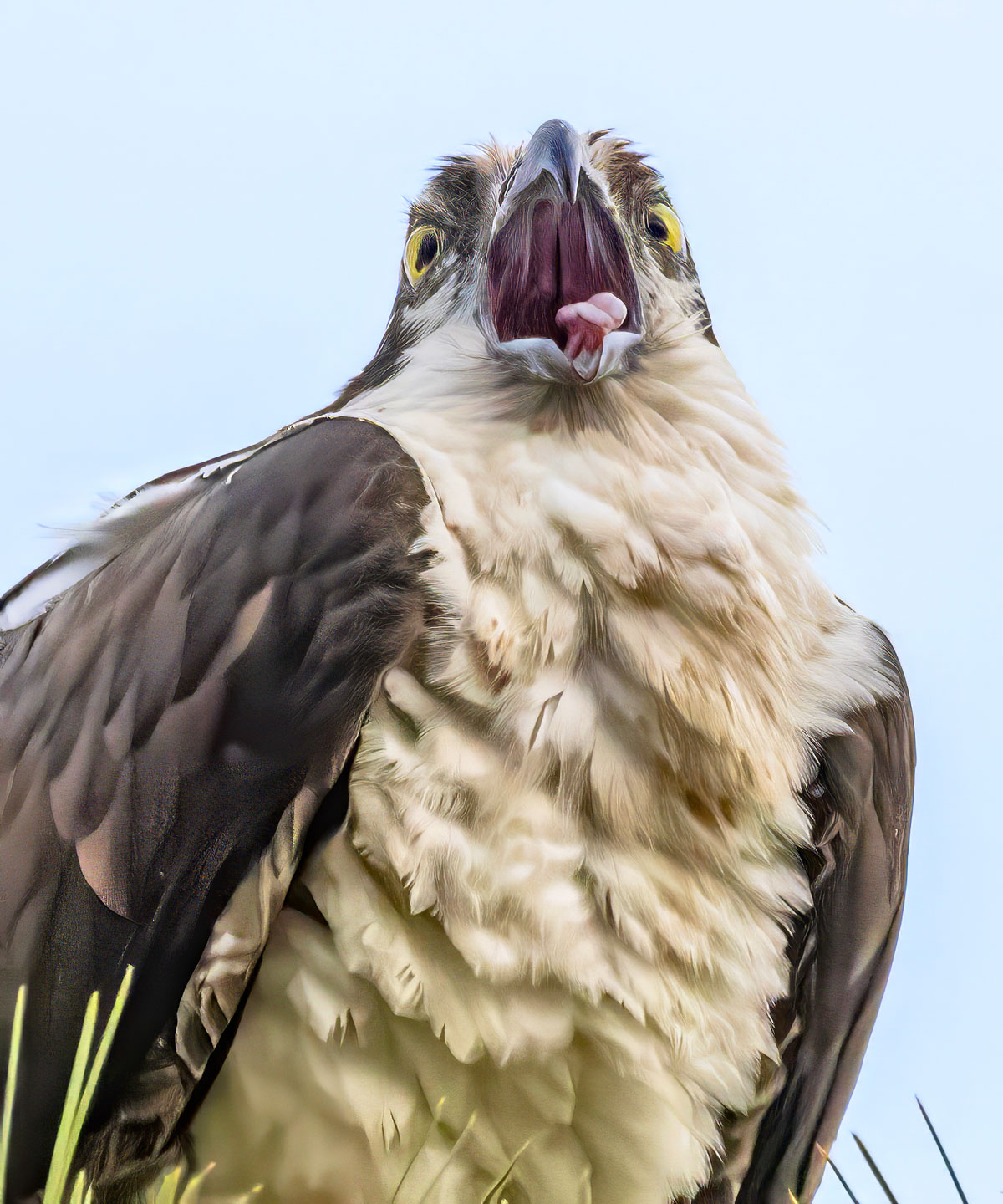 OSPREY-2-333A5734-WEB