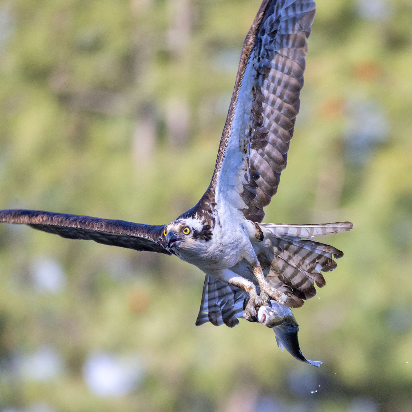 OSPREY-3-333A4660-WEB
