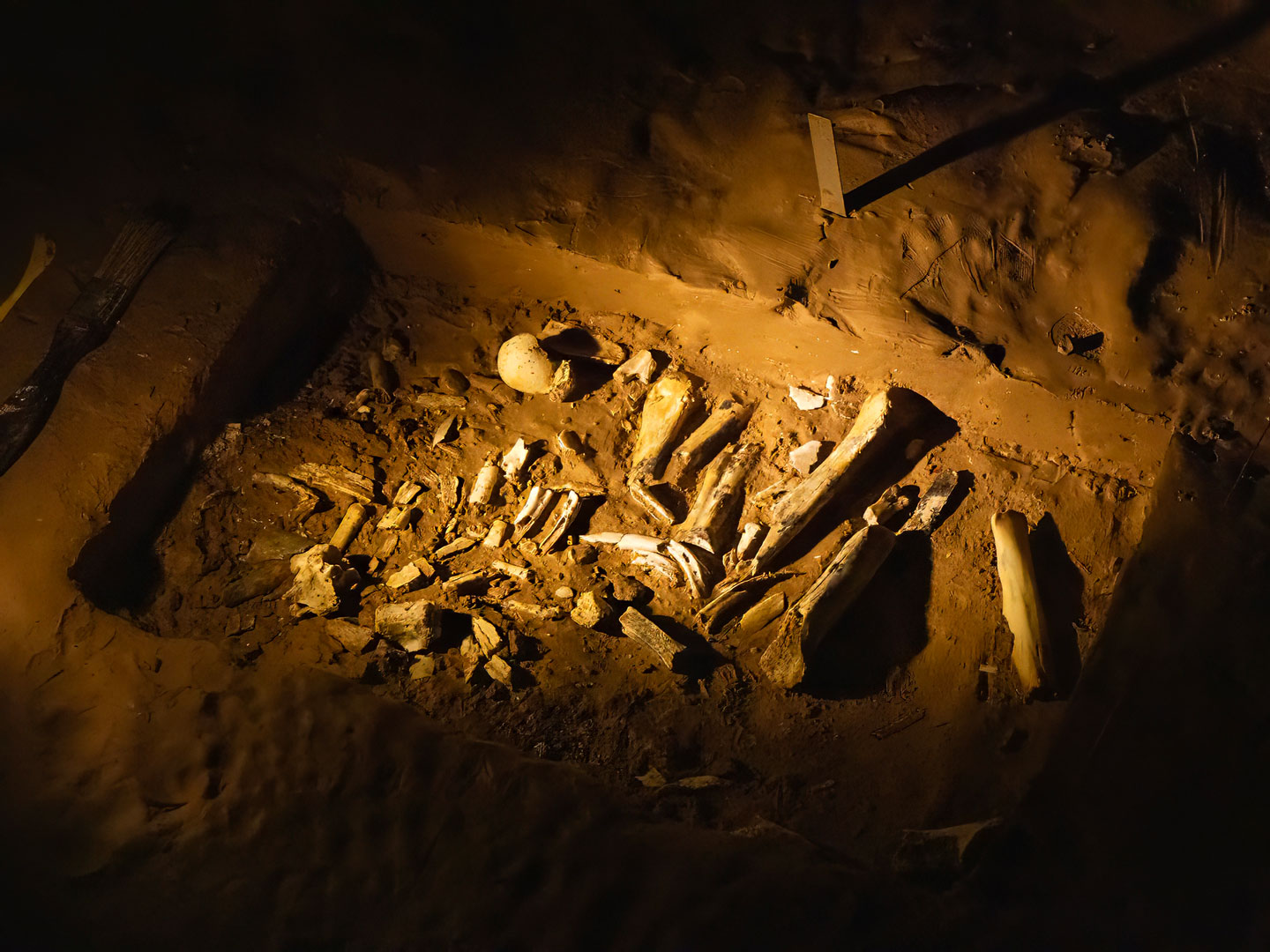PECCARY-BONES-2-333A3513-WEB