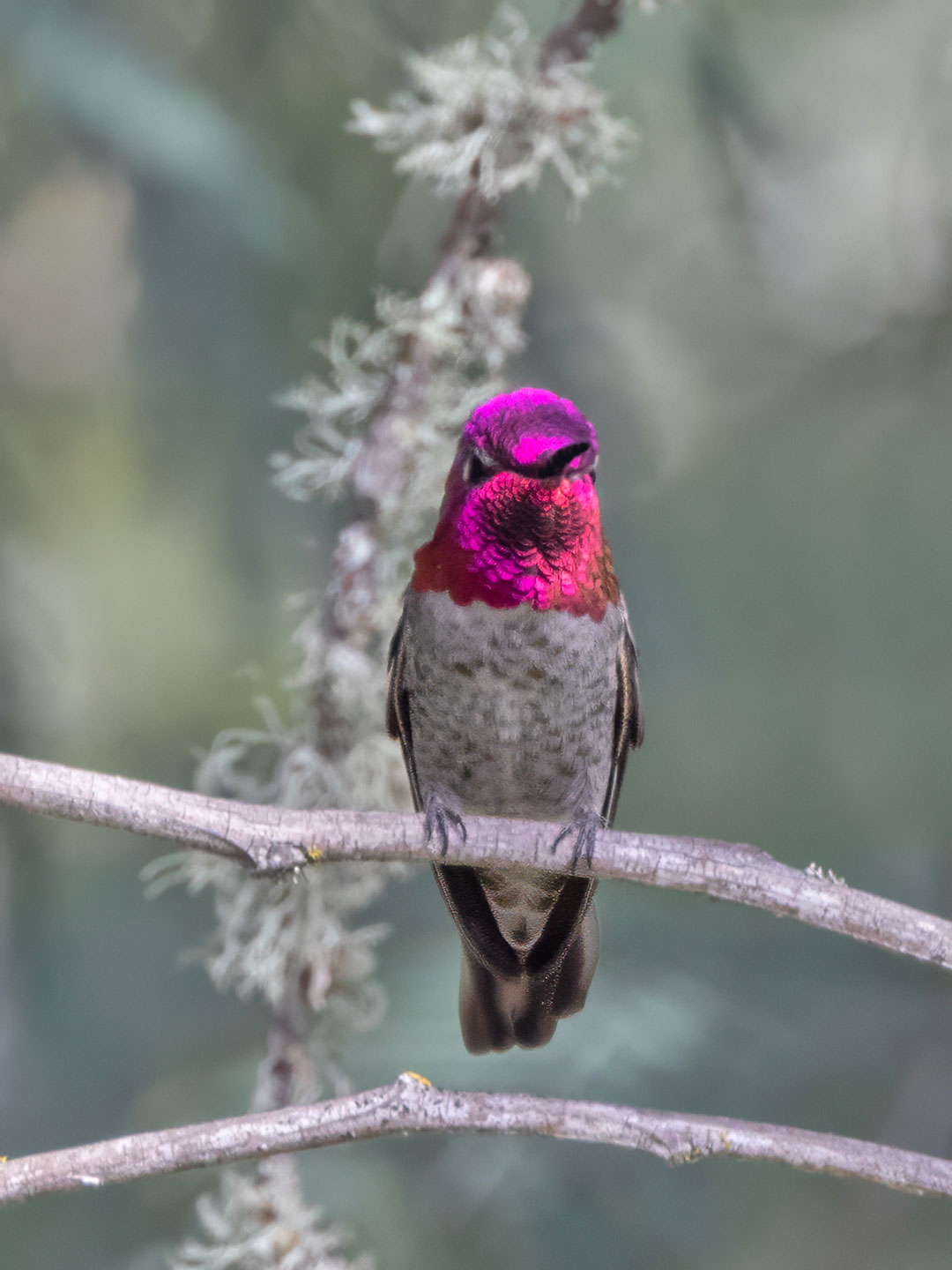 ANNA’S-HUMMINGBIRD-3-333A7946-WEB