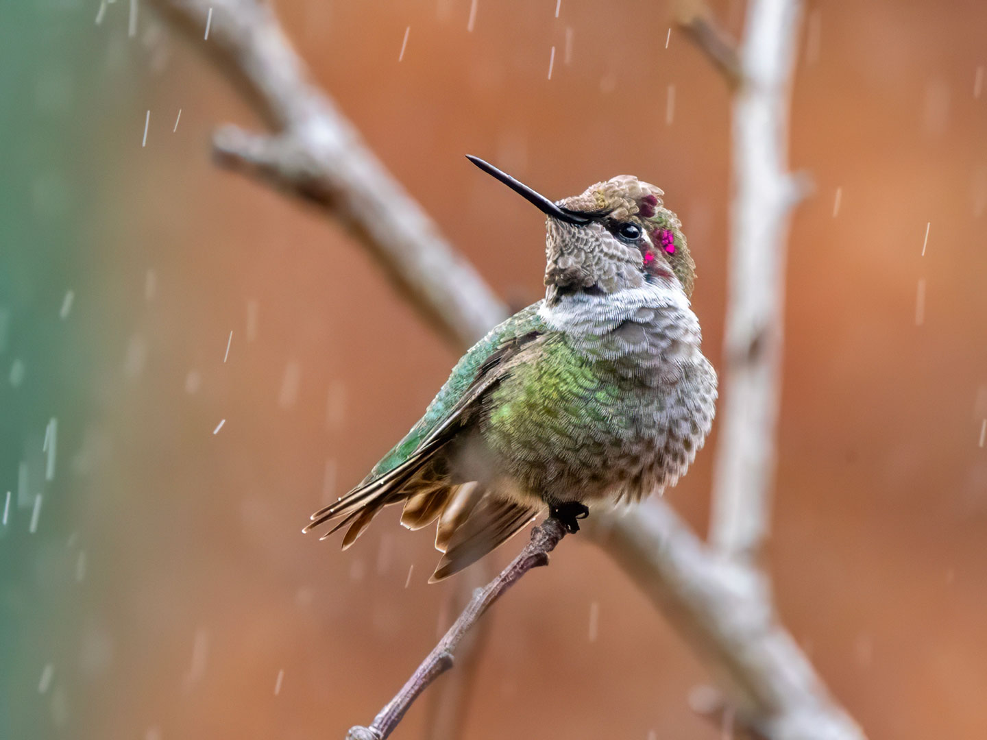 HUMMINGBIRD-1-333A8425-WEB