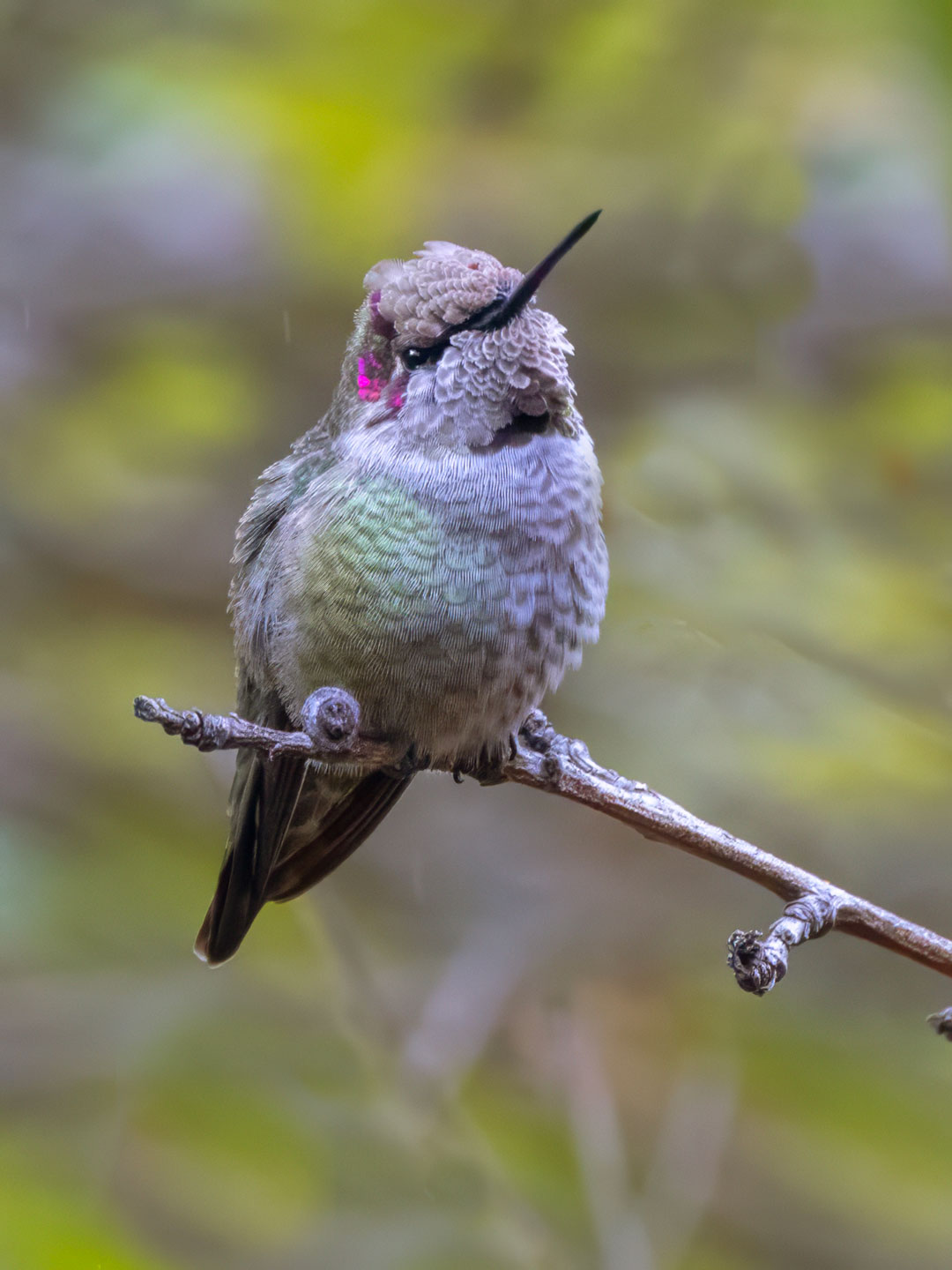 HUMMINGBIRD-3-333A8356-WEB