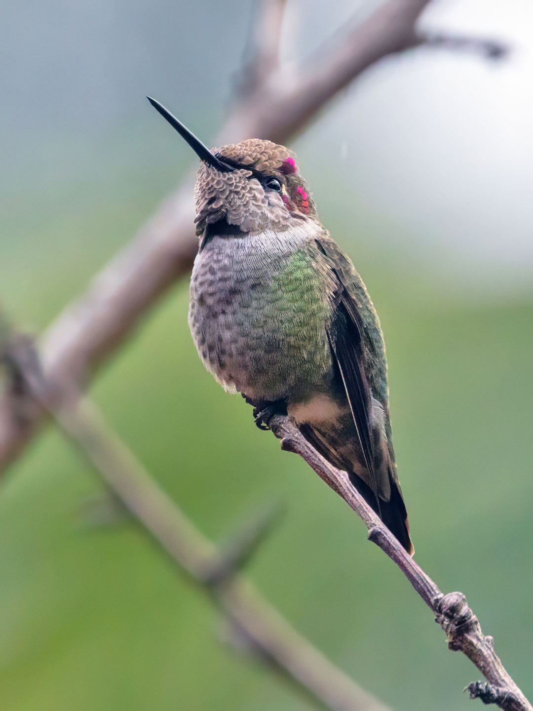 HUMMINGBIRD-4-333A8320-WEB