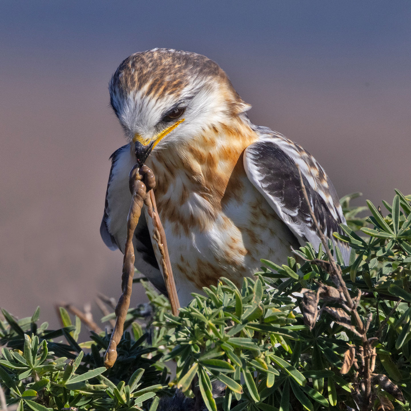 WHITE-TAILED-KITE-10-333A2118-WEB