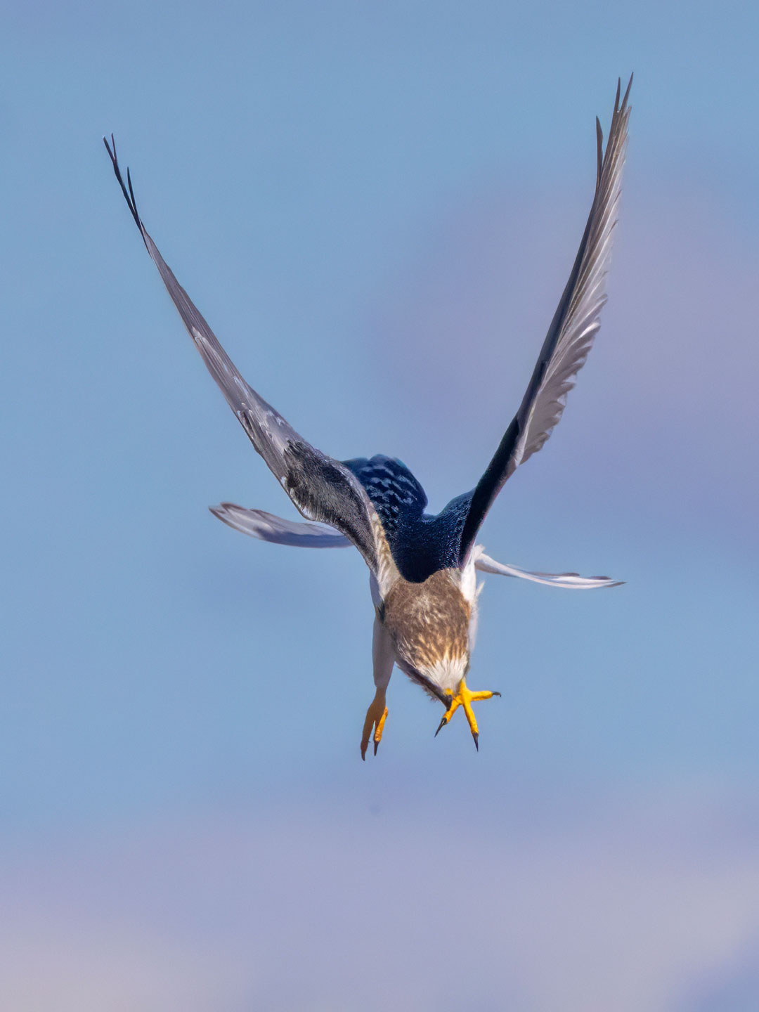WHITE-TAILED-KITE-17-333A1554-WEB