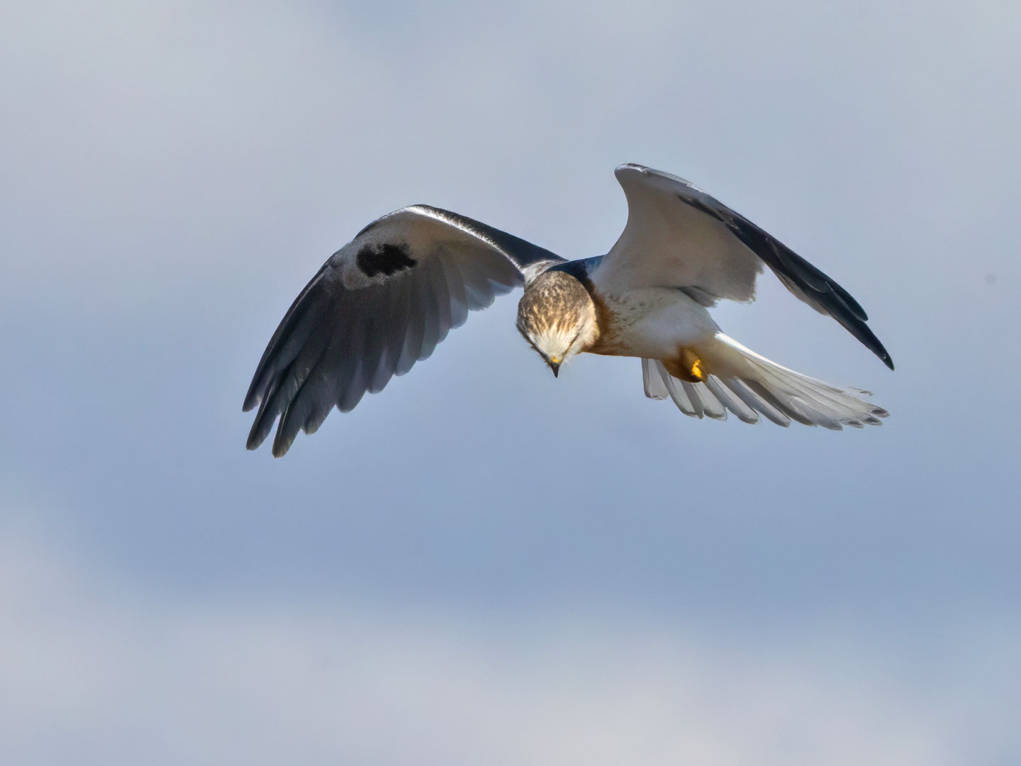 WHITE-TAILED-KITE-20-333A1499-WEB