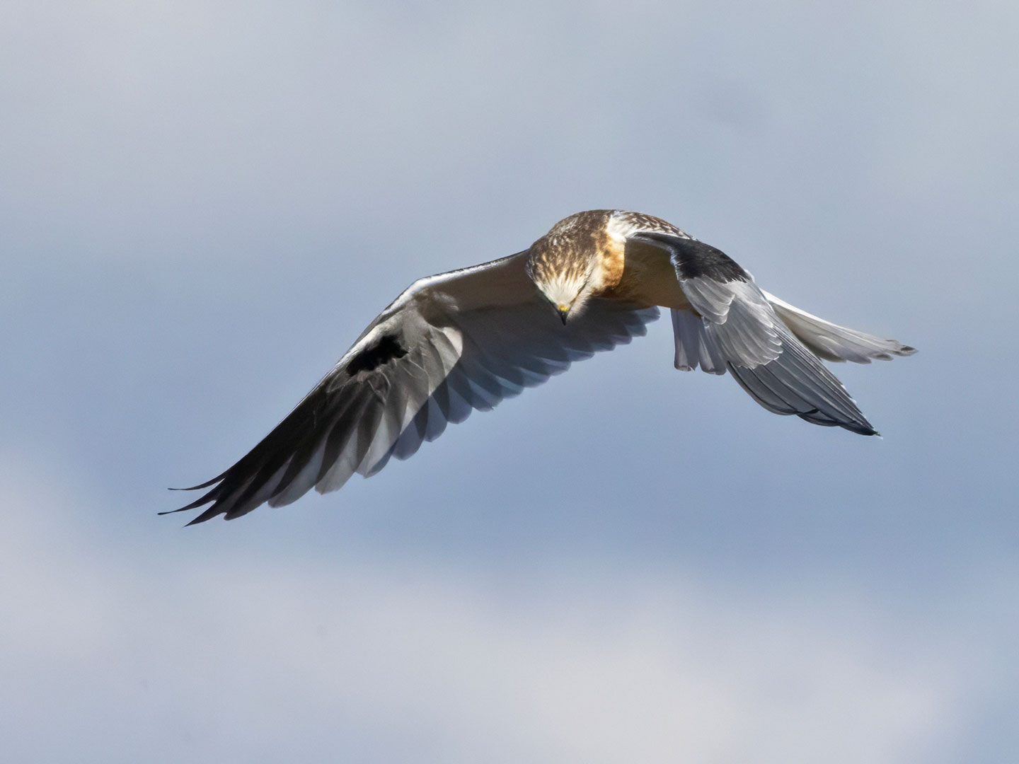 WHITE-TAILED-KITE-21-333A1500-WEB