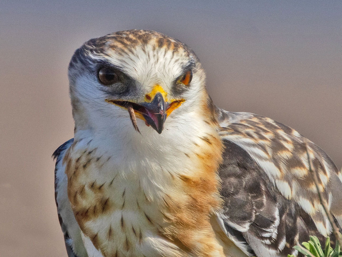 WHITE-TAILED-KITE-5-333A2313-WEB