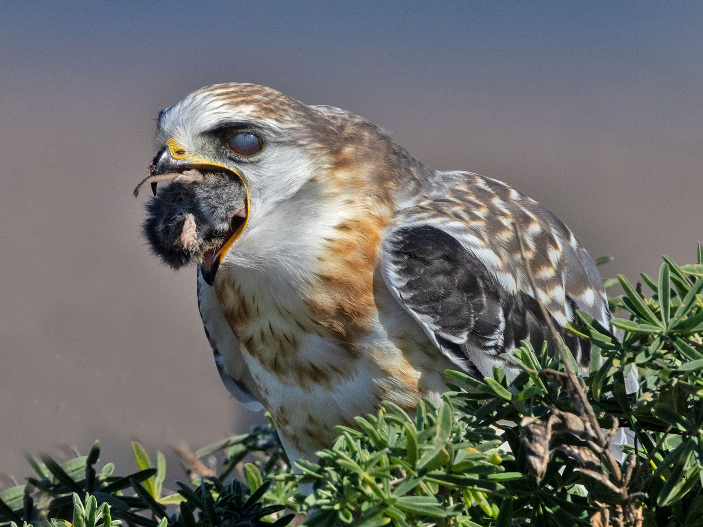 WHITE-TAILED-KITE-6-333A2310-WEB