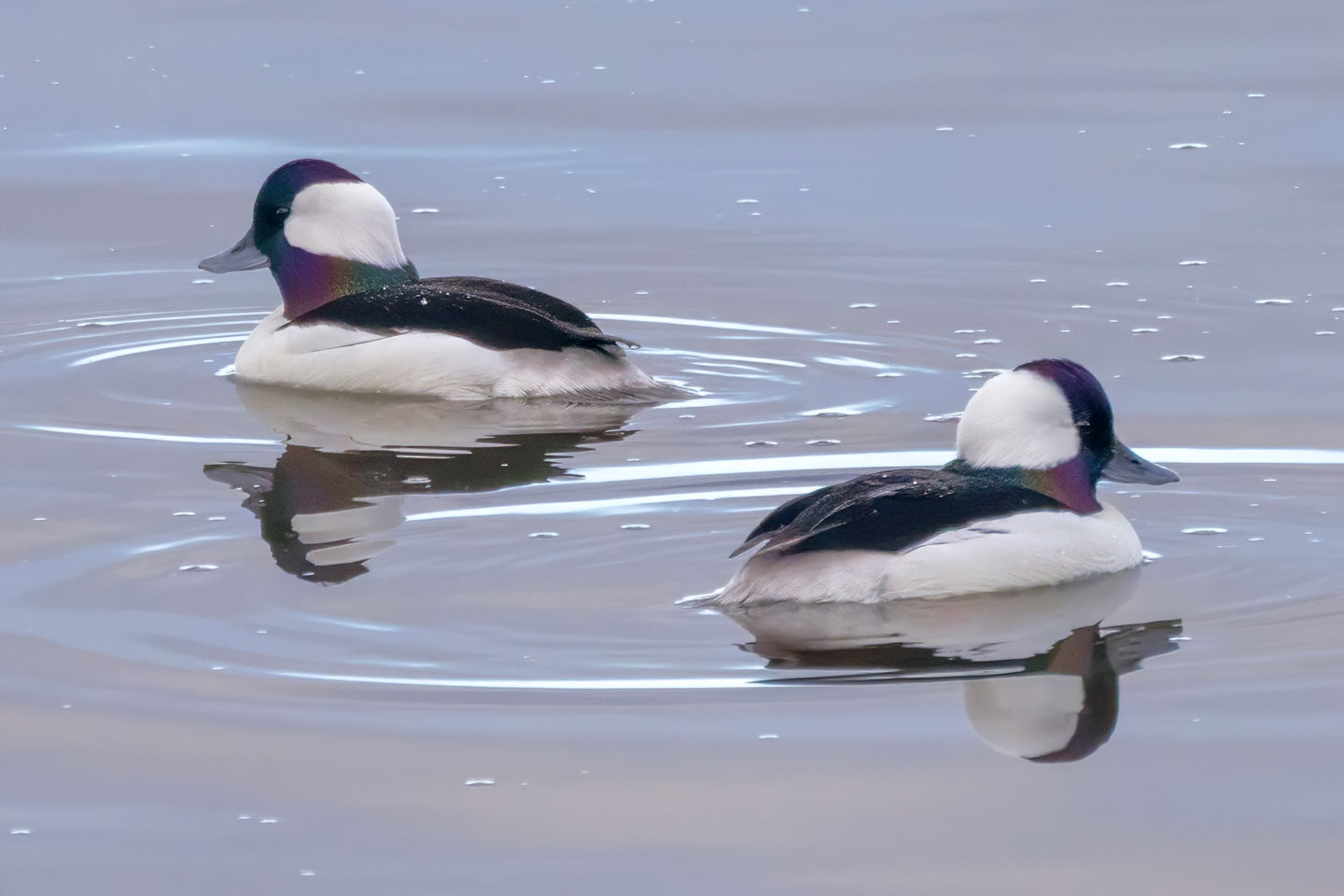 BUFFLEHEAD-6-333A6449-WEB