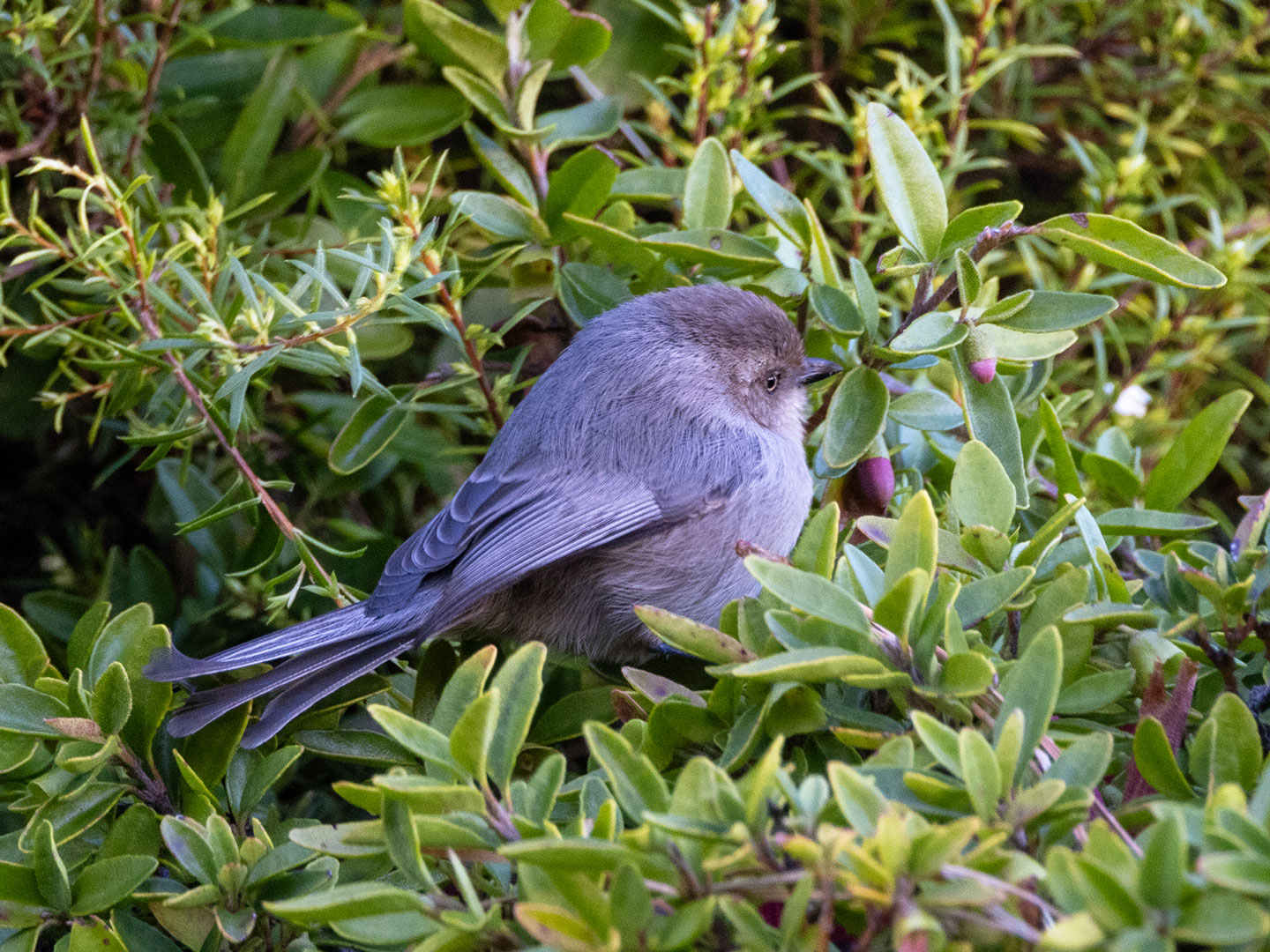 BUSHTIT-1-333A4049-WEB