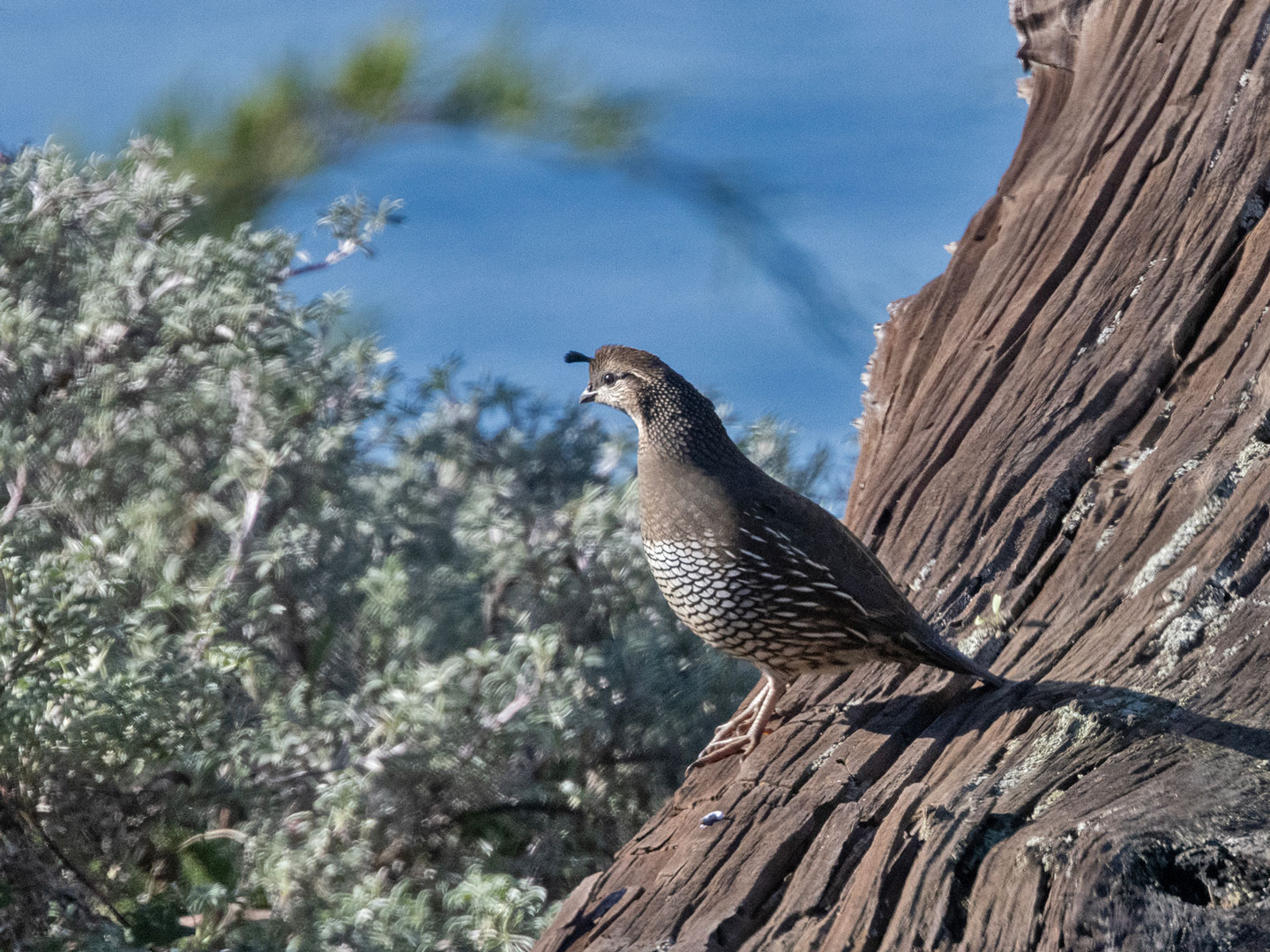 CALIFORIA-QUAIL-2-333A3602-WEB