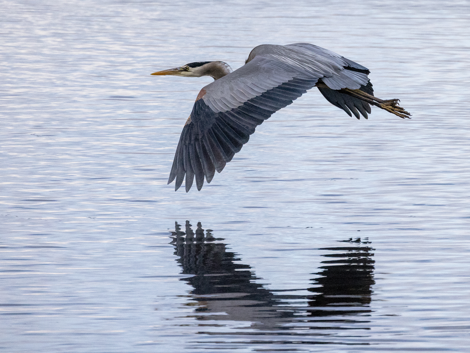 GREAT BLUE HERON-3-333A6236 WEB