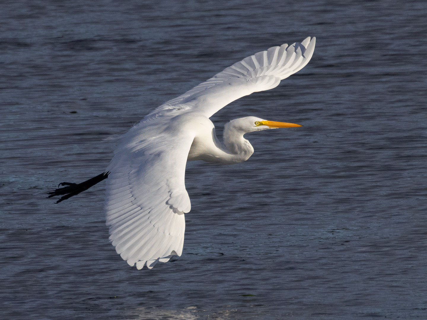 GREAT-EGRET-2-333A5142-WEB