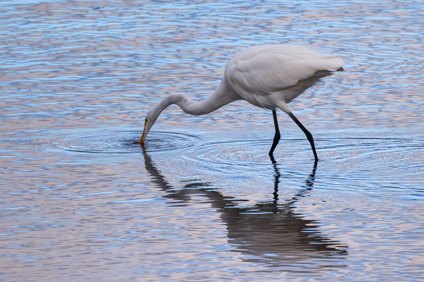 GREAT-EGRET-5-333A6324-WEB
