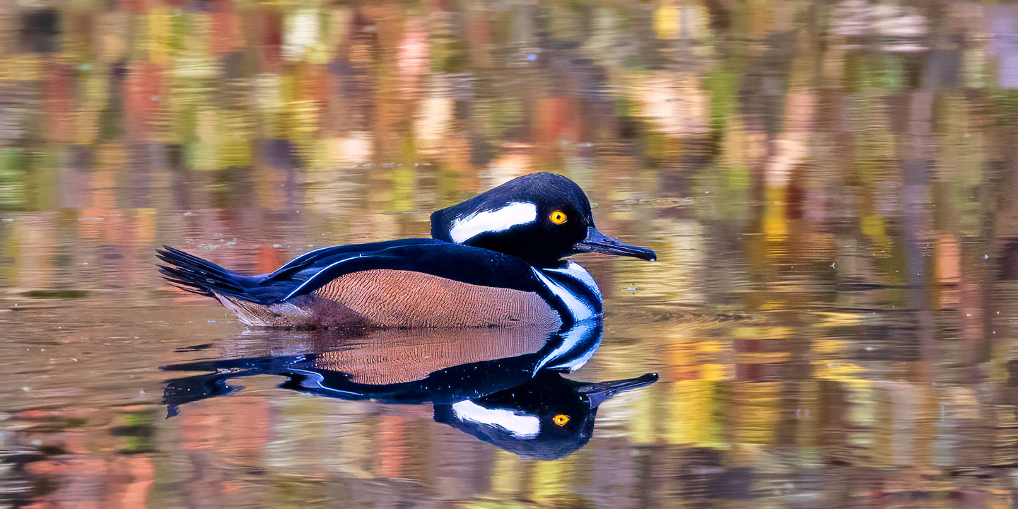 HOODED-MERGANSER-1-333A5305-6X3-WEB