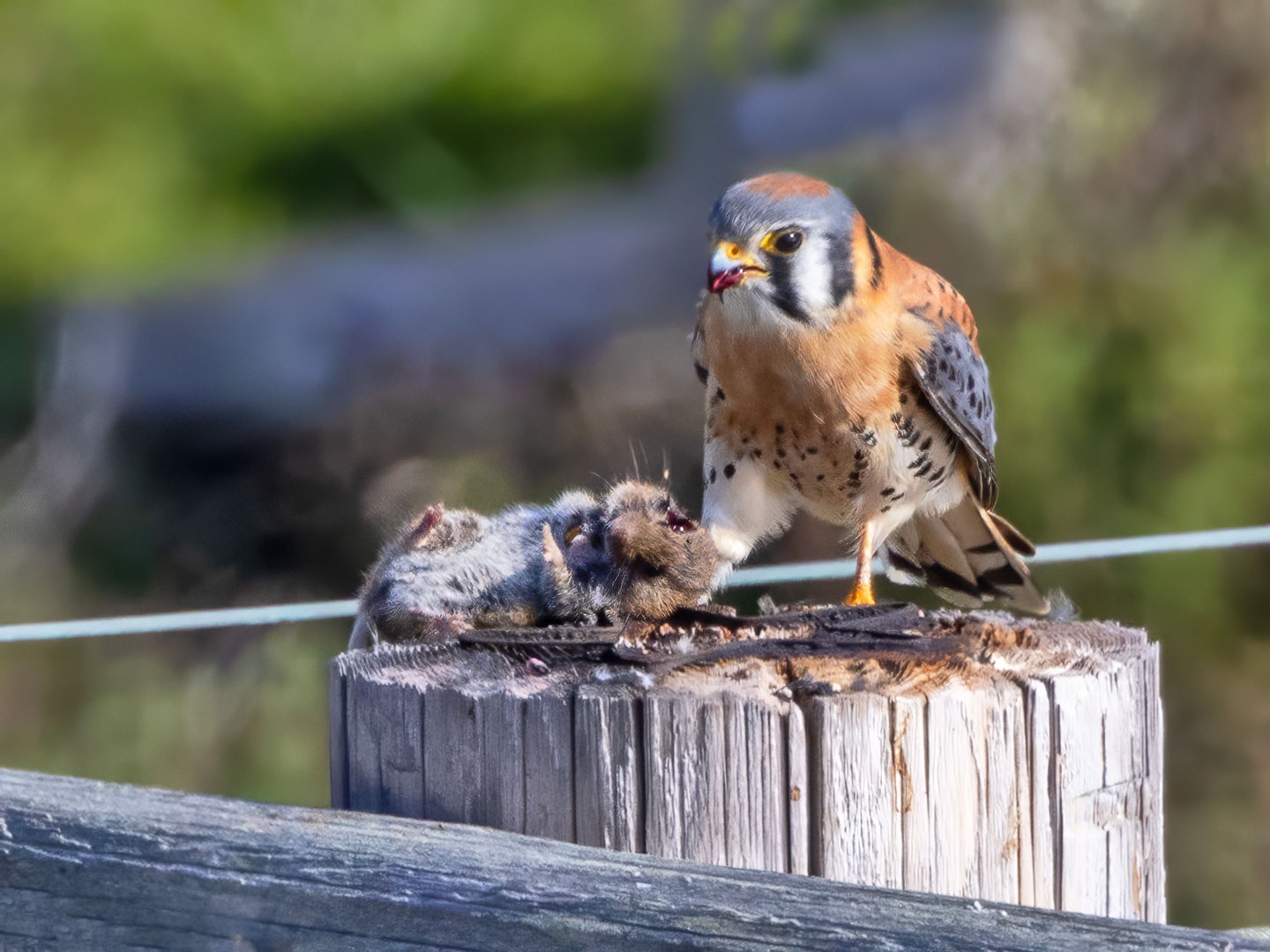 KESTREL-1-333A4091-WEB