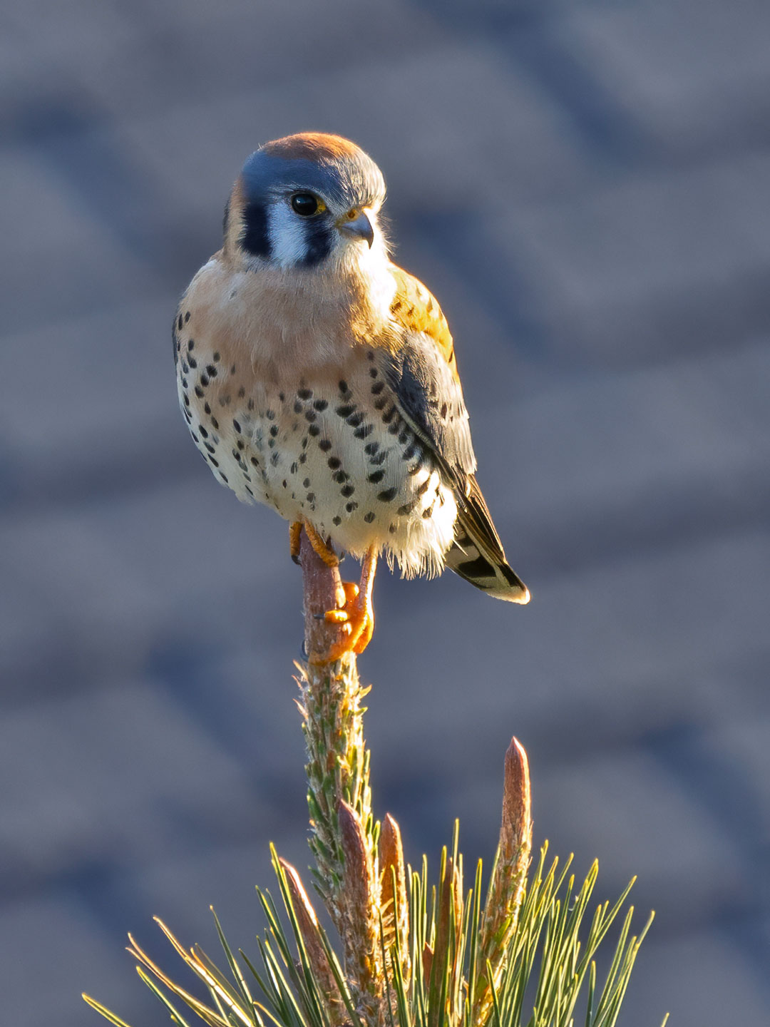 KESTREL-1-333A4595-WEB