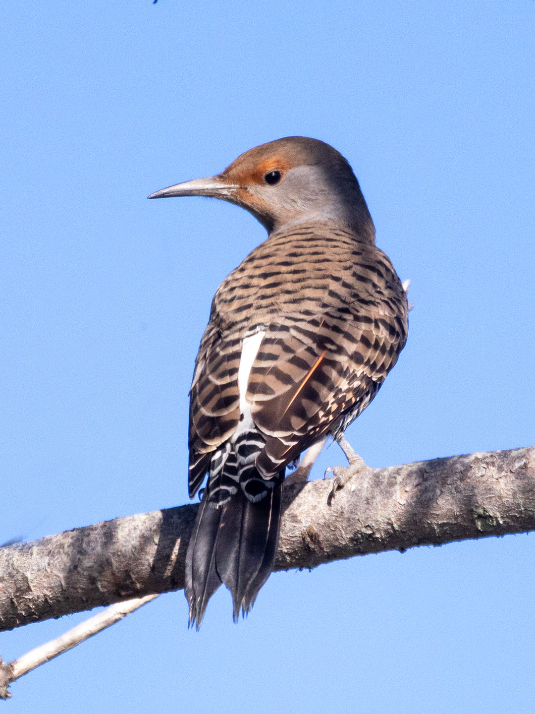 NORTHERN-FLICKER-1-333A4327-WEB