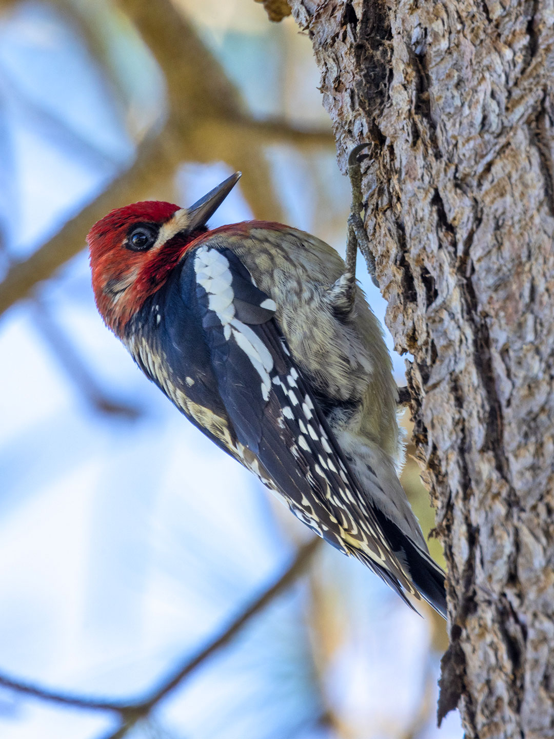 RED-BREASTED-SAPSUCKER-1-333A3777-WEB