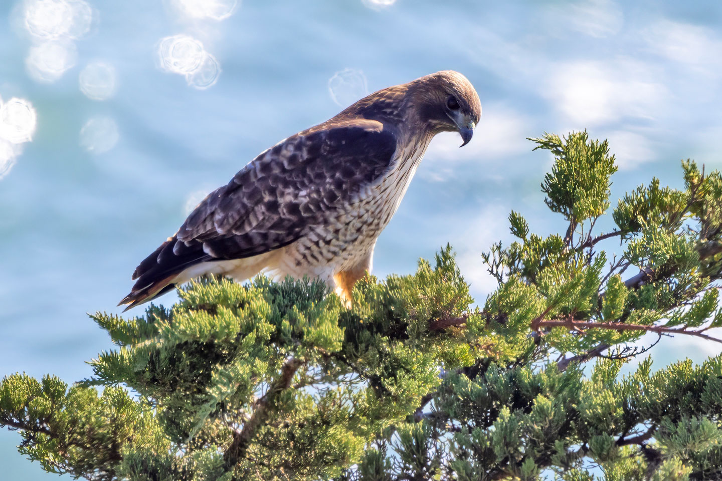 RED-TAILED-HAWK-1-333A3762-WEB