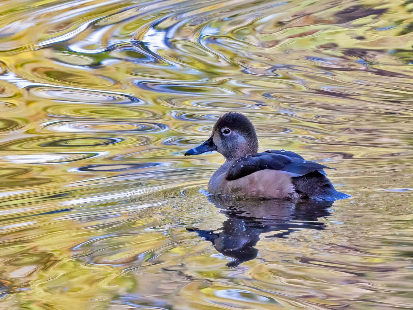RING-NECKED-DUCK-1-333A5063-WEB