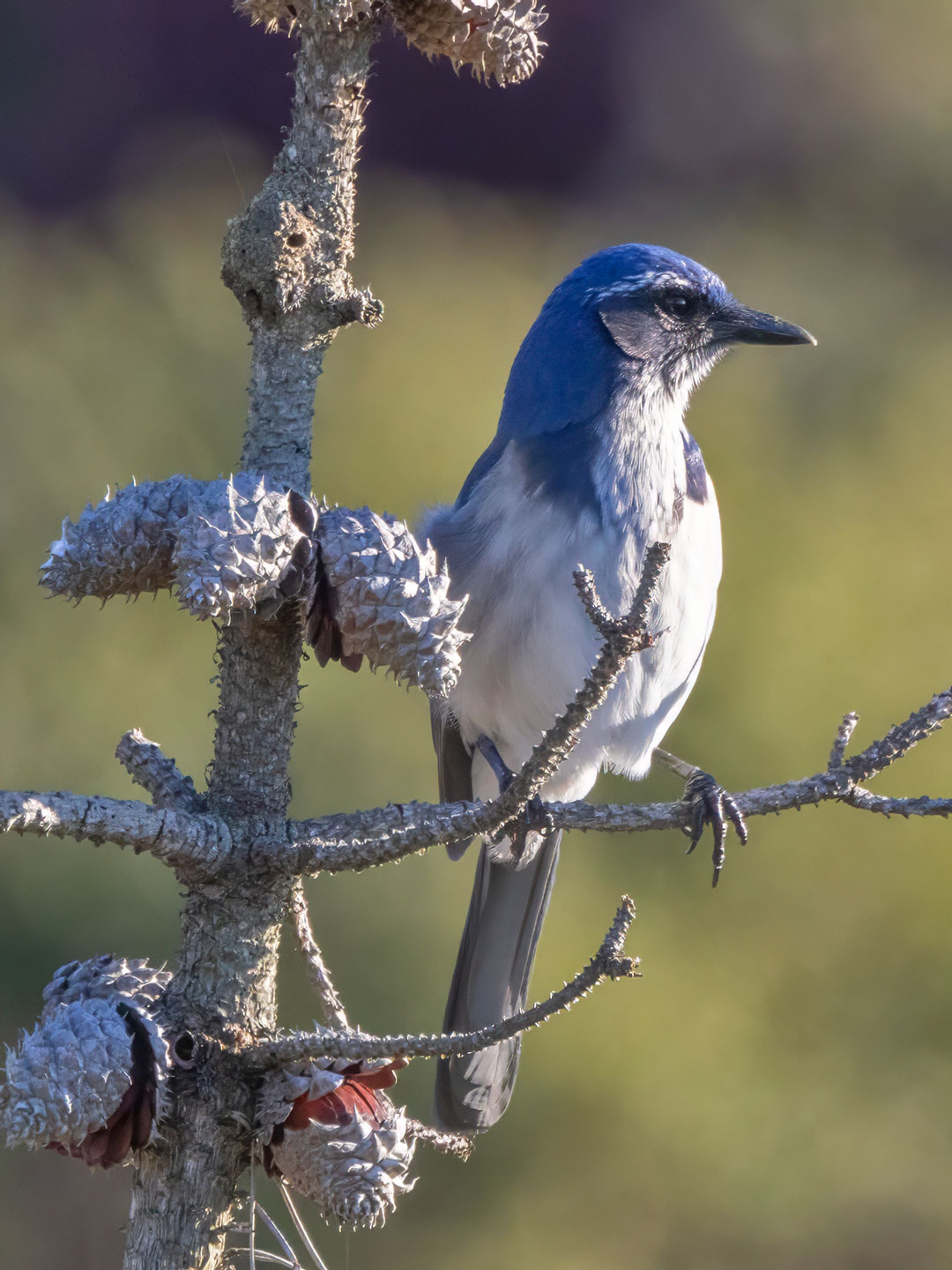SCRUB-JAY-2-333A4875-WEB