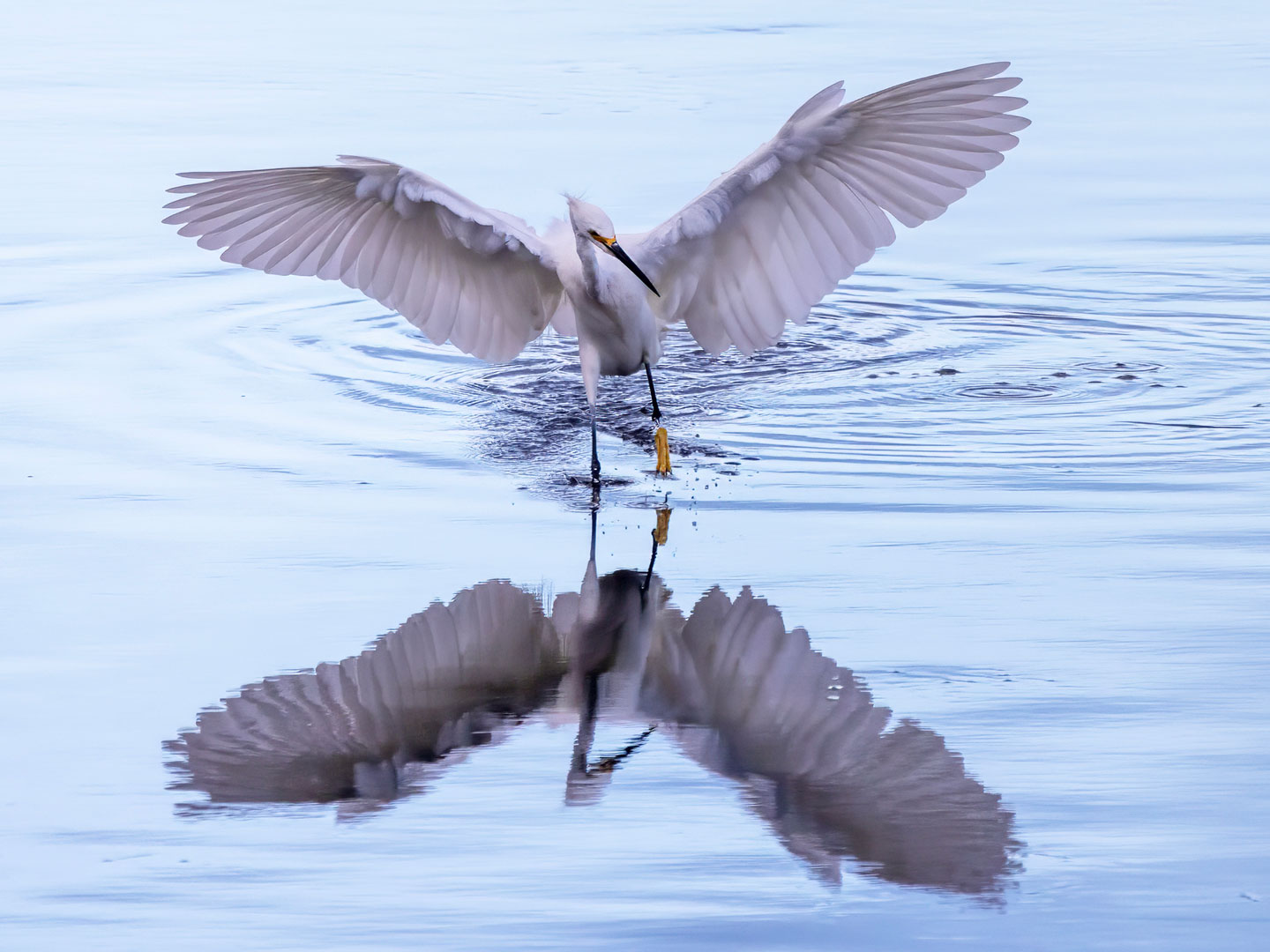 SNOWY-EGRET-1-333A6400-WEB