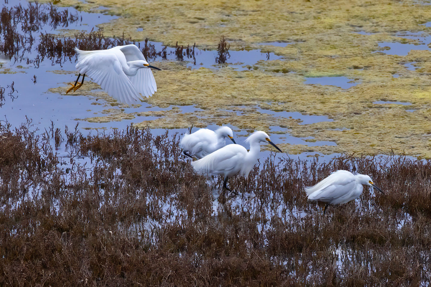 SNOWY-EGRET-4-333A5265-WEB