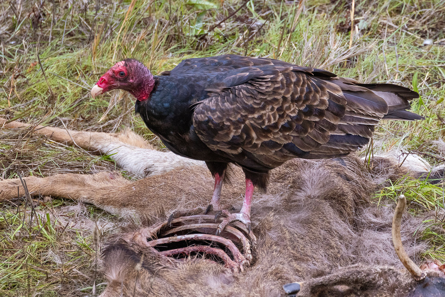 TURKEY-VULTURE-5-333A6041-WEB
