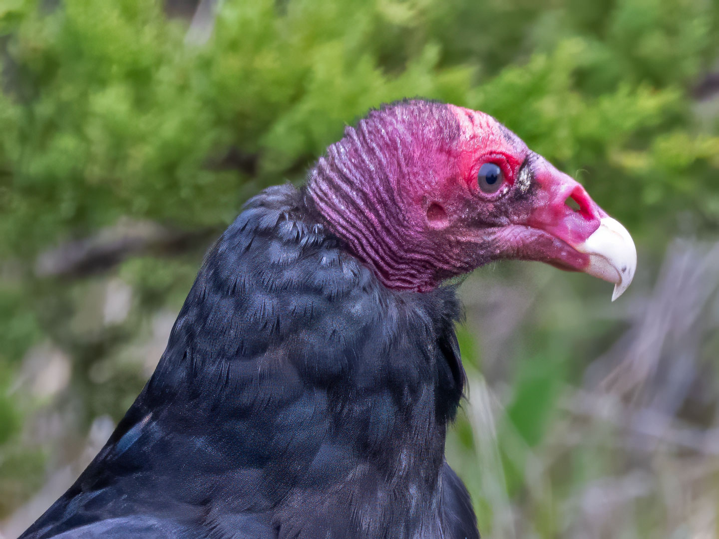 TURKEY-VULTURE-8-333A6061-WEB