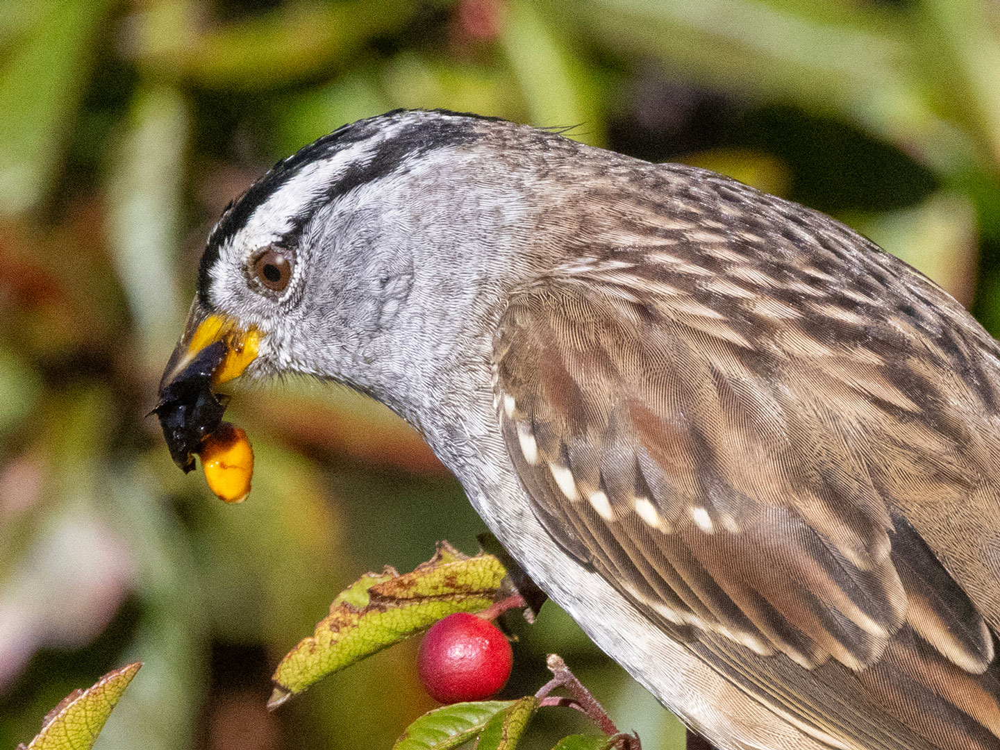 WHITE-CROWNED-SPARROW-3-333A3574-WEB