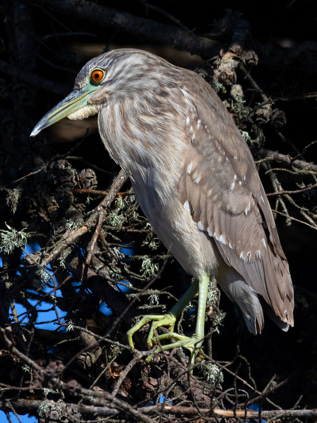 BLACK-CROWNED-NIGHT-HERON-1-333A7657-WEB