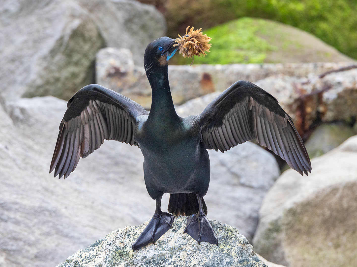 BRANDT’S-CORMORANT-1-333A0776-WEB