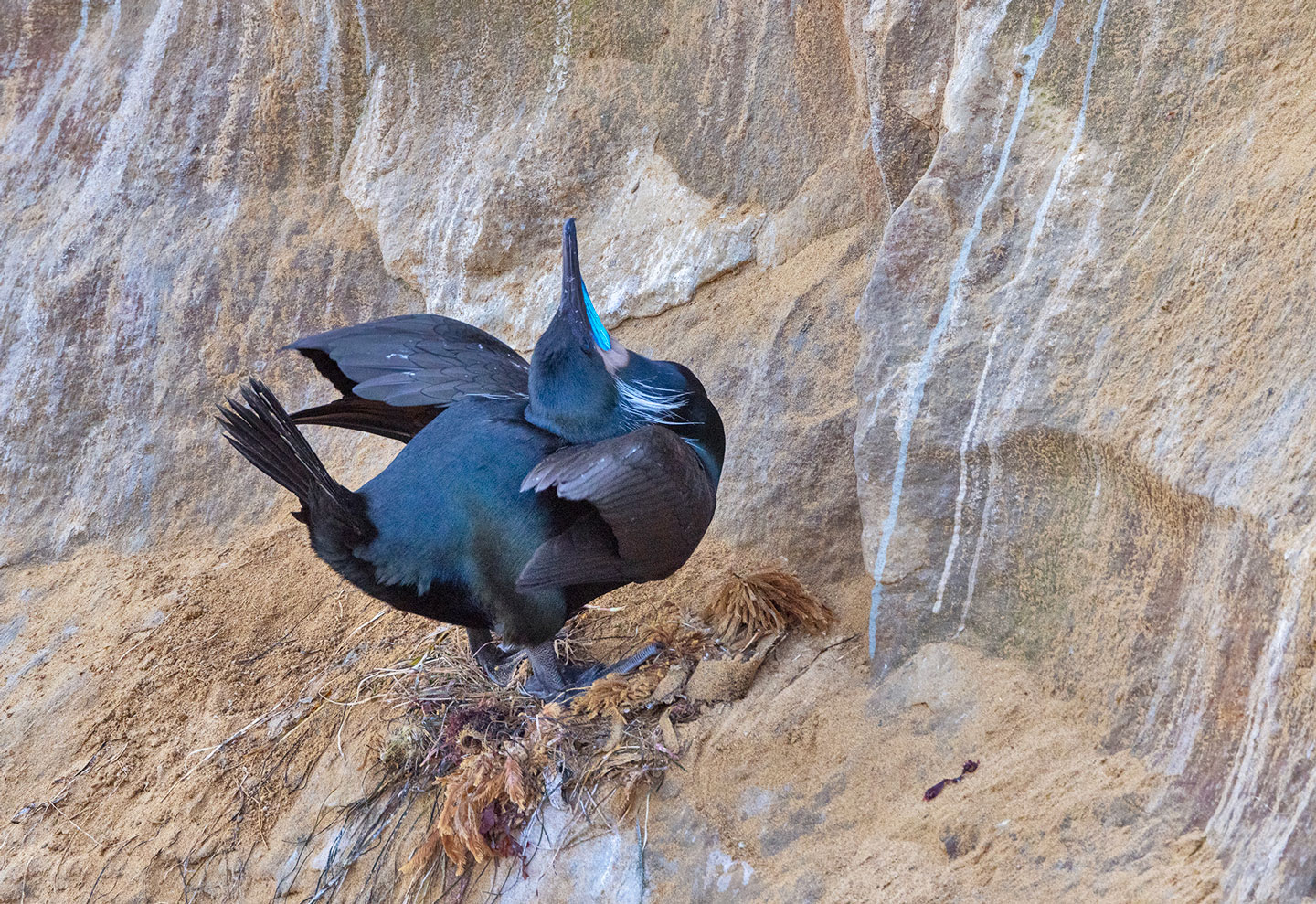 BRANDT’S-CORMORANT-18-333A0897-WEB