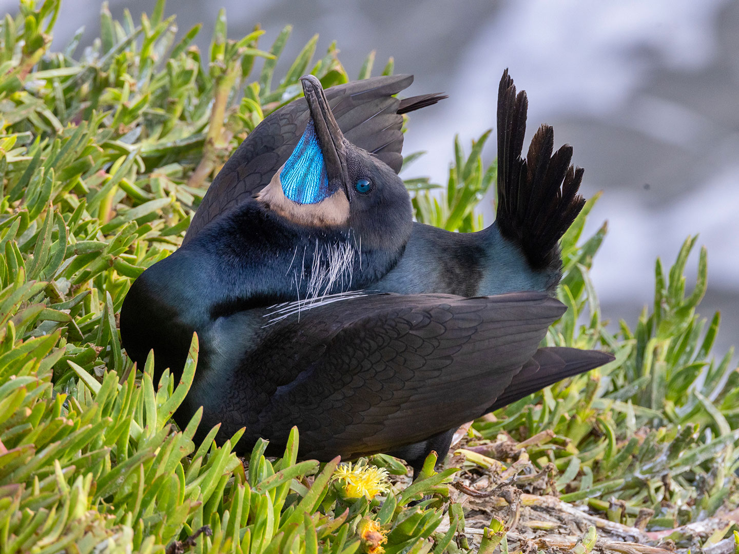 BRANDT’S-CORMORANT-6-333A0953-WEB