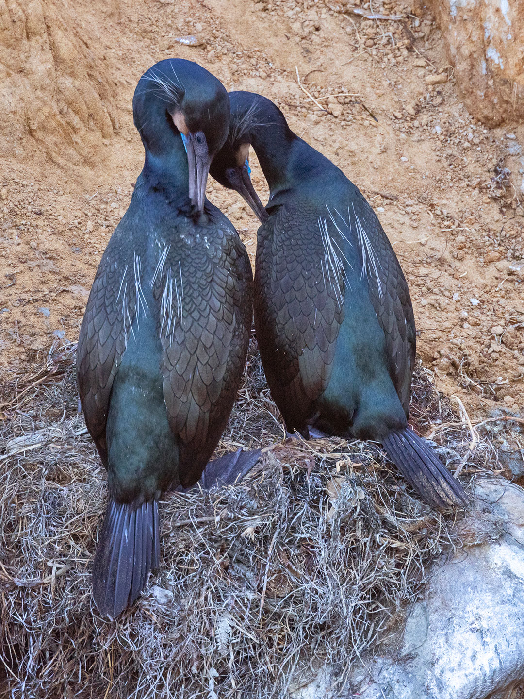 BRANDT’S-CORMORANT-7-333A0965-WEB