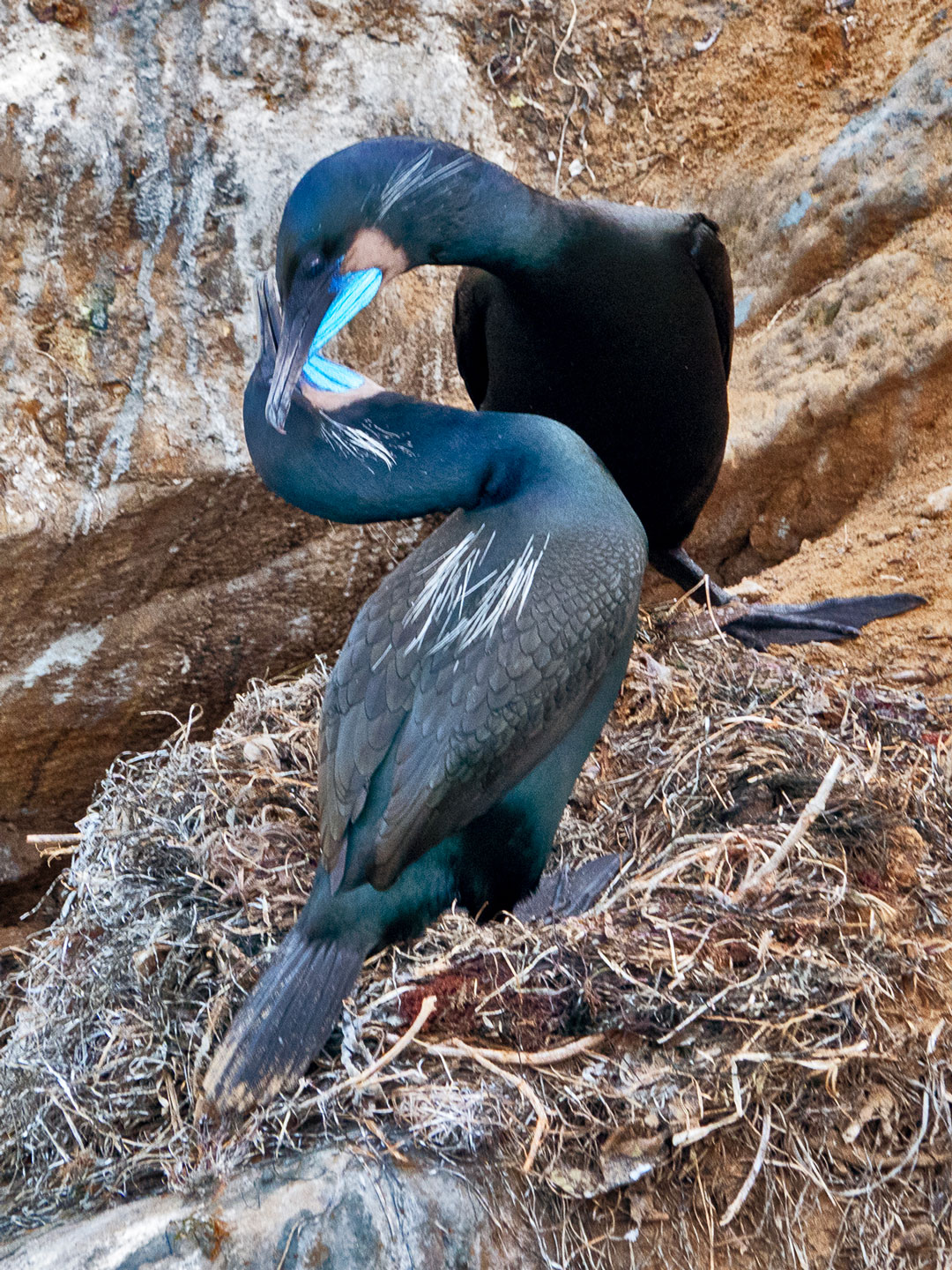 BRANDT’S-CORMORANT-9-DSC01946-WEB