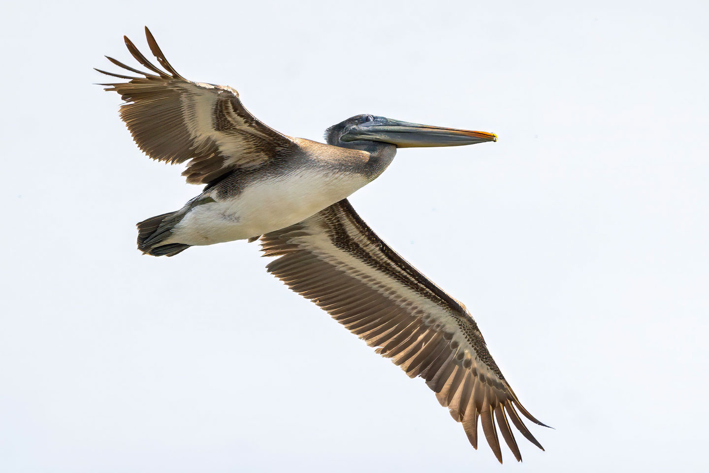 BROWN-PELICAN-1-333A9987-WEB